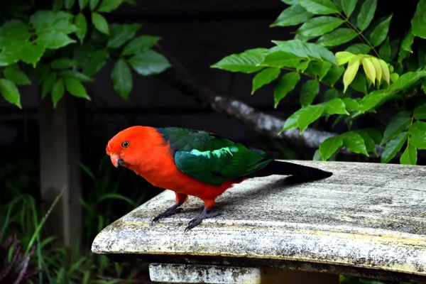 Male King Parrot Standing Stone Bench — Stock Photo, Image