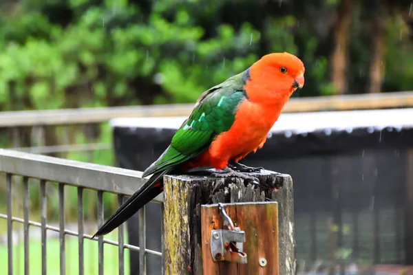 一只雄性国王鹦鹉坐在雨中的栅栏上 — 图库照片