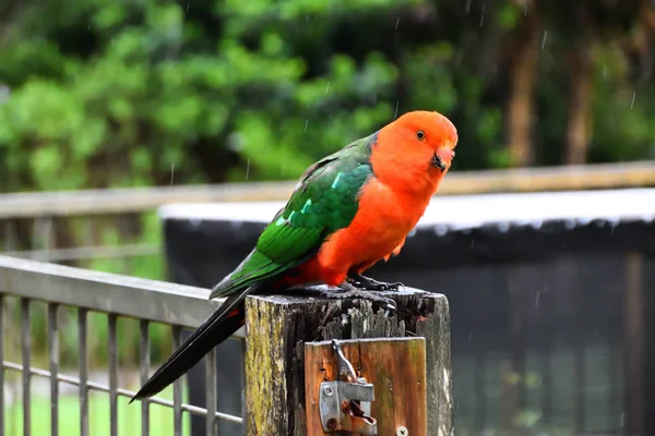 Male King Parrot Sitting Fence Rain — Stock Photo, Image