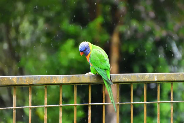 Rainbow Lorikeet Sitting Fence Rain — Stock Photo, Image