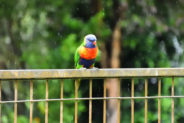 Rainbow Lorikeet Sitting Fence Rain — Stock Photo, Image