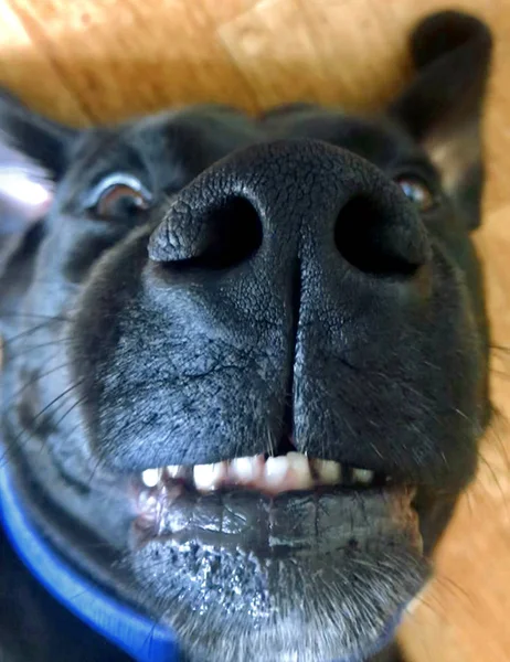 Eine Ultra Nahaufnahme Des Gesichts Eines Labradors — Stockfoto