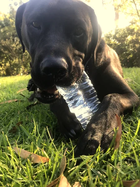 Černý Labrador Kterým Trávě Šťastně Žvýkání Láhev Vodou — Stock fotografie