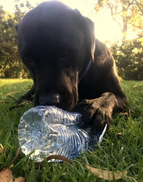 Black Labrador Laying Grass Happily Chewing Water Bottle — Stock Photo, Image