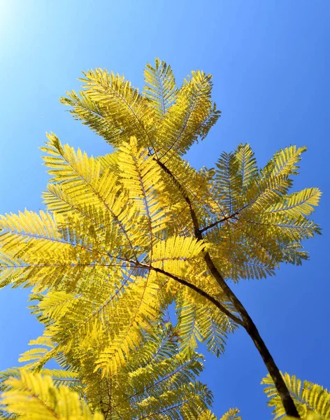 Yellow Fern Sun — Stock Photo, Image