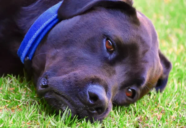 Ein Schwarzer Labrador Auf Dem Gras Liegend Mit Schmollendem Gesichtsausdruck — Stockfoto