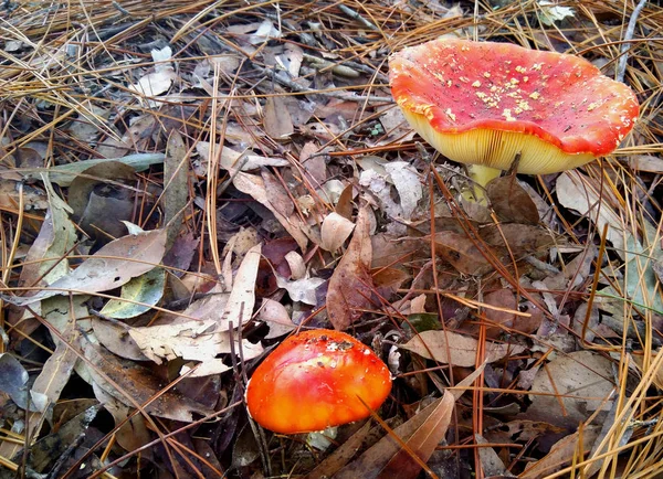 Mosca Agaric Cogumelos Que Crescem Através Folhas — Fotografia de Stock
