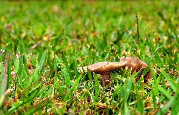 在草丛中生长的野生蘑菇 — 图库照片