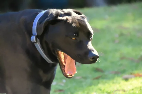 Porträt Eines Schwarzen Labradors Freien — Stockfoto