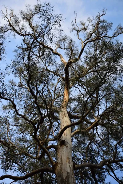 Large Eucalyptus Tree Ground — Stock Photo, Image
