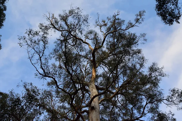 Uma Grande Árvore Eucaliptos Chão Para Cima — Fotografia de Stock