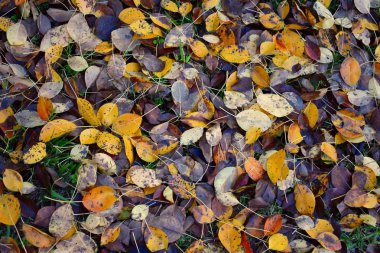 Çimlerde sonbahar yaprakları