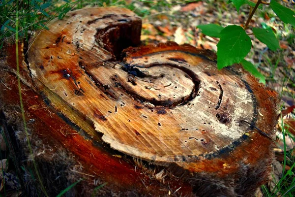 Kıvrılmış Bir Düzende Bir Ağaç Kütüğü — Stok fotoğraf