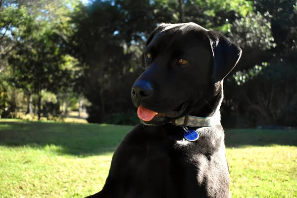 Svart Labrador Tigger Med Ett Härligt Leende Hans Ansikte — Stockfoto