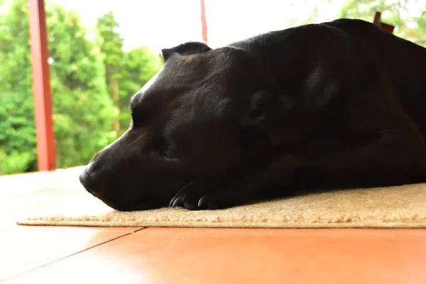 Sleepy Black Labrador Laying His Mat — Stock Photo, Image