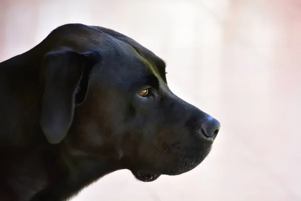 Porträt Eines Schwarzen Labradors — Stockfoto