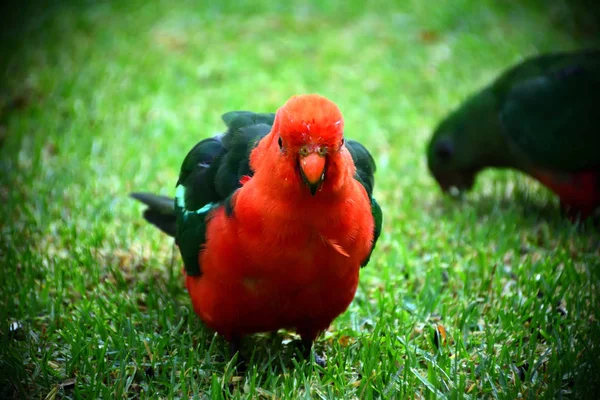 站在绿草上的一只雄性国王鹦鹉 — 图库照片