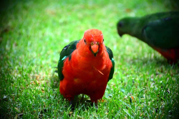 Male King Parrot Standing Green Grass — Stock Photo, Image