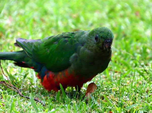 Kobieta Stojąc King Parrot Zielonej Trawie — Zdjęcie stockowe