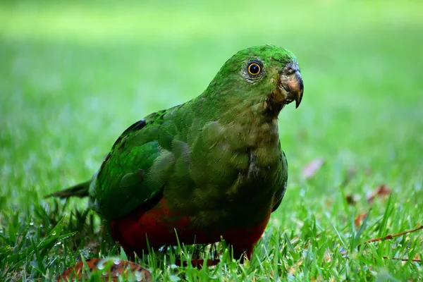 Королевский Попугай Стоящий Зеленой Траве — стоковое фото