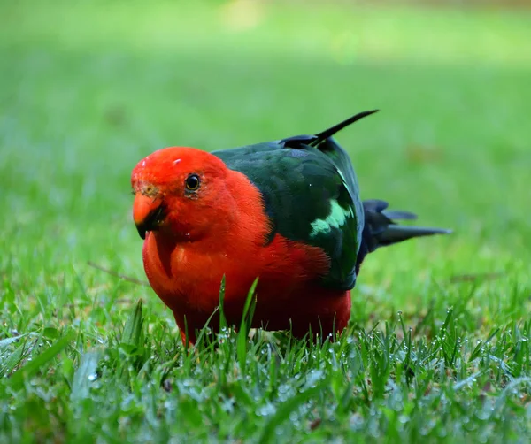 Mężczyzna Stojący King Parrot Zielonej Trawie — Zdjęcie stockowe