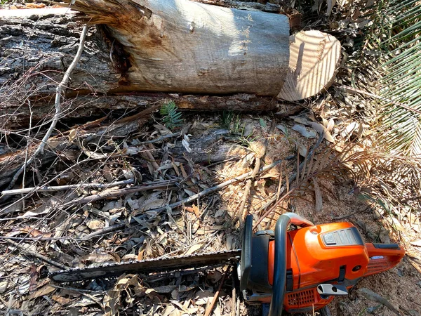 Chainsaw Next Log — Stock Photo, Image