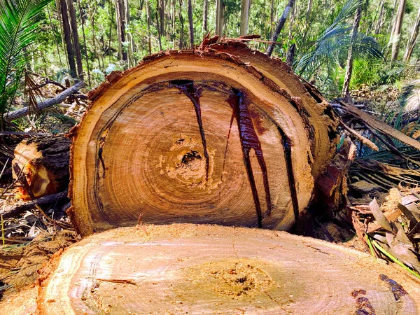 Ağacın Özsuyu Kanaması — Stok fotoğraf
