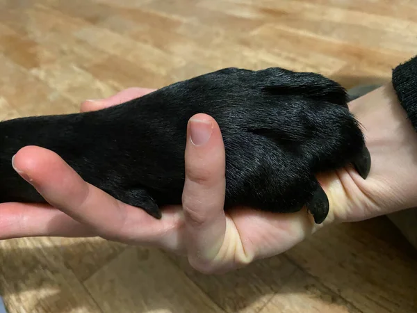 Die Pfote Eines Schwarzen Labrador Retrievers Einer Menschlichen Hand — Stockfoto