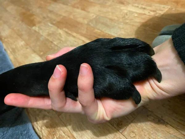 Een Zwarte Labrador Retriever Poot Een Menselijke Hand — Stockfoto