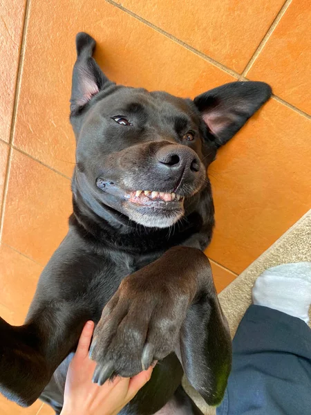 Een Zwarte Labrador Retriever Geeft Een Grote Glimlach Terwijl Hij — Stockfoto