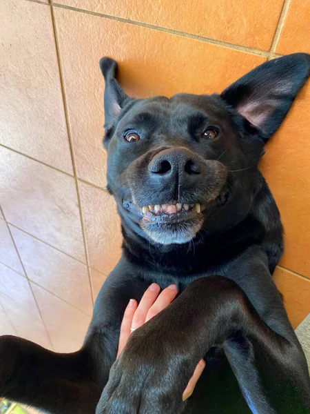 Ein Schwarzer Labrador Retriever Gibt Ein Breites Lächeln Während Von — Stockfoto
