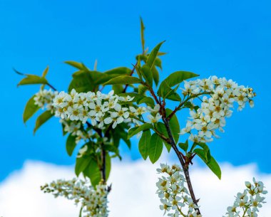 Mavi gökyüzüne karşı güzel çiçekli ağaç