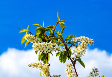 Mavi gökyüzüne karşı güzel çiçekli ağaç