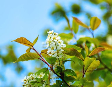 Mavi gökyüzüne karşı güzel çiçekli ağaç