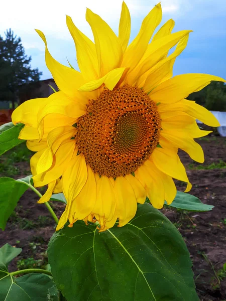 Schöne Blühende Pflanze Sonnenblume — Stockfoto