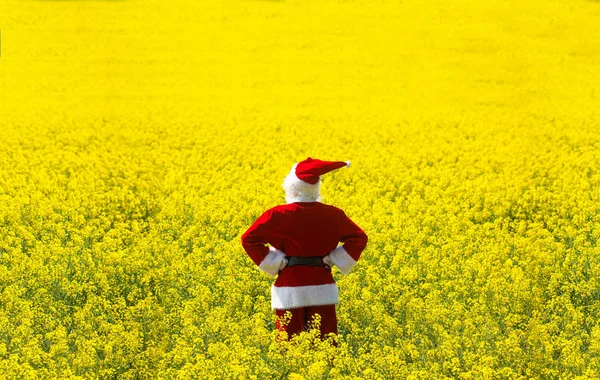 Boże Narodzenie Święty Mikołaj Kwitnącym Żółtym Polu Koncepcja Wiosennego Urlopu — Zdjęcie stockowe