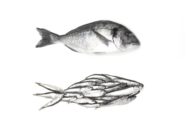 多拉多鱼和鱼剪影组装从小鱼. — 图库照片