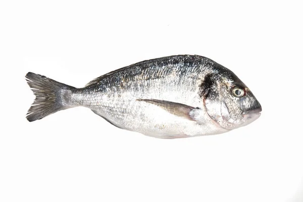 Свежая рыба Дорадо на белом фоне Стоковое Изображение