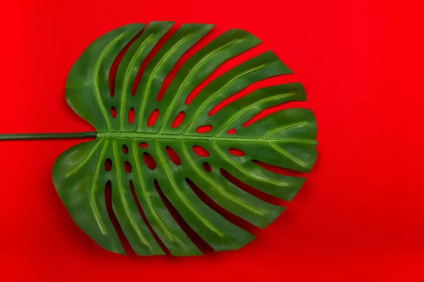 Kırmızı arka plan üzerinde taze yeşil tropikal monstera yaprağı. Kopyalama, yazı, metin için yer için boş alan. Minimalist stil afiş tasarım şablonu. — Stok fotoğraf