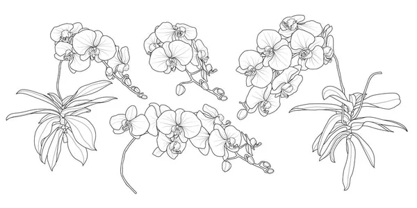 Conjunto Rama Orquídea Aislada Estilos Conjunto Lindo Dibujo Mano Flor — Archivo Imágenes Vectoriales