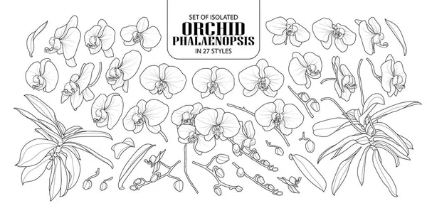 İzole orkide Phalaenopsis 27 stilleri kümesi. Şirin el çiçek vektör çizim siyah anahat ve beyaz uçak beyaz zemin üzerine çekilmiş..