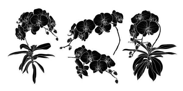 Set Aus Isolierten Silhouette Orchideenzweig Stilen Set Niedliche Handgezeichnete Blumenvektorillustration — Stockvektor