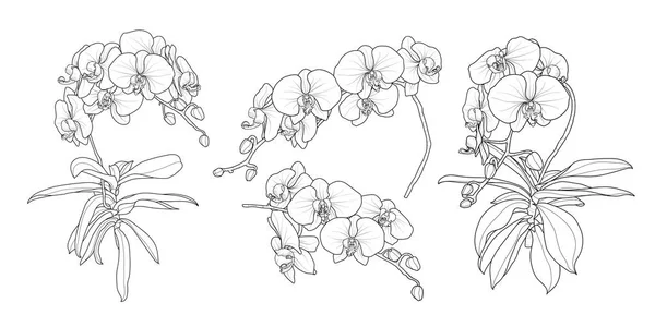 Ensemble Branche Orchidée Isolée Dans Styles Ensemble Mignon Dessin Main — Image vectorielle