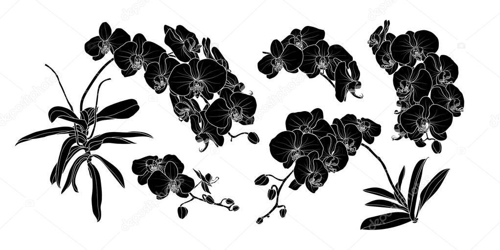 Set of isolated silhouette orchid branch in 5 styles set 2. Cute hand drawn flower vector illustration in white outline and black plane on white background.
