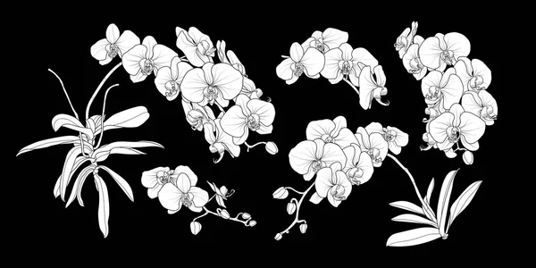 Ensemble Branche Isolée Orchidée Silhouette Blanche Dans Styles Ensemble Illustration — Image vectorielle