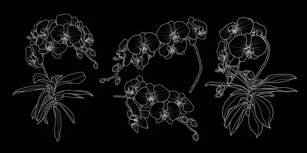 Ensemble Branche Orchidée Isolée Dans Styles Ensemble Mignon Dessin Main — Image vectorielle
