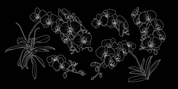 一套孤立的兰花分支在5样式设置2 可爱的手绘花矢量插图黑色背景仅白色轮廓 — 图库矢量图片