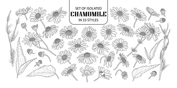 Set Chamomile Terisolasi Dalam Gaya Cute Tangan Gambar Vektor Bunga - Stok Vektor