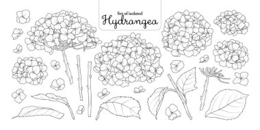 Çiçek çizimleri koleksiyonu, botanik illüstrasyon, çiçek dekorasyonu, boyama kitabı, dövme tasarımı veya dijital sanat projeleri için beyaz arka planda izole edilmiş..
