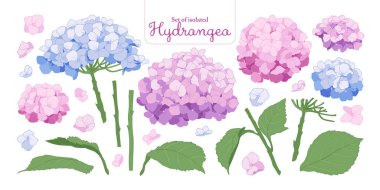 Çiçek çizimleri koleksiyonu, botanik illüstrasyon, çiçek dekorasyonu, boyama kitabı, dövme tasarımı veya dijital sanat projeleri için beyaz arka planda izole edilmiş..